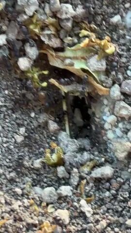 The video shows an anthill in the ground surrounded by small rocks and pieces of dead plant matter. There are many ants crawling around the entrance to the anthill.