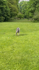 Dog plays near wooden troll sculptures in Luxembourg park