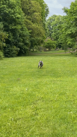 Dog plays near wooden troll sculptures in Luxembourg park