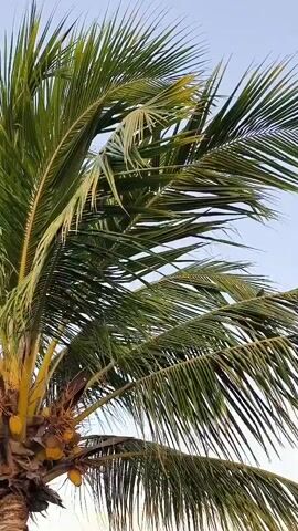 The video shows a coconut palm tree with a clear blue sky in the background. The palm fronds are blowing in the wind. Several coconuts are visible near the base of the fronds.
