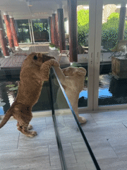 Lion cubs play and rest at Chalong wildlife facility