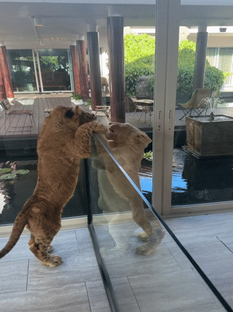 Lion cubs play and rest at Chalong wildlife facility