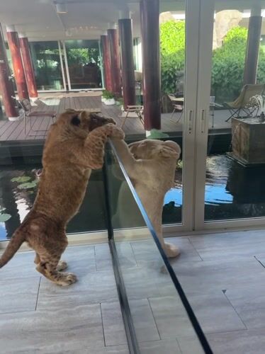 Lion cubs play and rest at Chalong wildlife facility