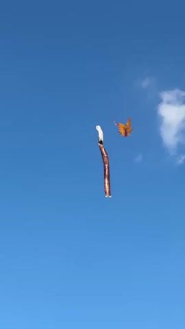 A blue sky with a few clouds is seen. Two kites are flying, one orange and shaped like a butterfly, the other a long, white and brown ribbon. The butterfly kite flies higher and to the left of the ribbon kite.