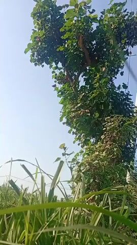 A low-angle, vertical shot shows a tall tree covered in lush green leaves and vines against a clear blue sky. In the foreground, out of focus, are tall blades of grass. The tree appears to be in a natural, outdoor setting. The lighting suggests it is daytime.