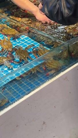 In an indoor setting, three individuals are gathered around a large tank filled with live crabs. Two individuals are actively selecting crabs from the tank, while the third appears to be observing or assisting. The tank itself is divided into sections, each containing a large number of crabs of varying sizes. The crabs are predominantly brown and tan in color, with some having red accents. The bottom of the tank is lined with blue and white tiles. The individual selecting crabs in the center is wearing a black long-sleeved shirt and dark pants. The person to the right is wearing a black leather jacket. The third individual is wearing an Adidas sweatshirt. The lighting is bright, and the atmosphere appears to be that of a seafood market or restaurant where customers can choose their seafood fresh.