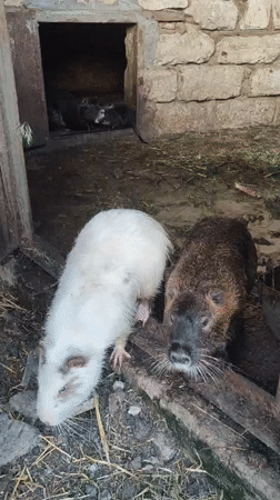 Nutria, Orthodox domes, and ripe berries in a rural Russian setting