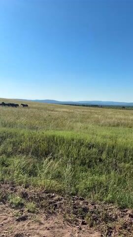 The video captures a wide shot of a vast, grassy plain under a bright, clear blue sky. In the distance, a herd of horses can be seen grazing or moving slowly across the landscape. The sun is high in the sky, casting a bright glare. The foreground consists of a dirt path or road, with dry, sparse vegetation. The terrain appears to be gently rolling, with faint outlines of hills or mountains visible on the horizon. The overall impression is one of a remote, natural environment during the daytime.