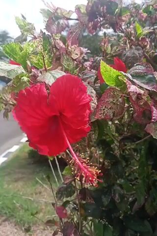 A red hibiscus flower is in full bloom on a bush. The flower has five petals and a long stamen. The leaves of the bush are variegated with green and reddish-purple. The background is blurred, but it appears to be an outdoor setting with some greenery and a road. The video is shaky and tilted, suggesting it was filmed by hand.