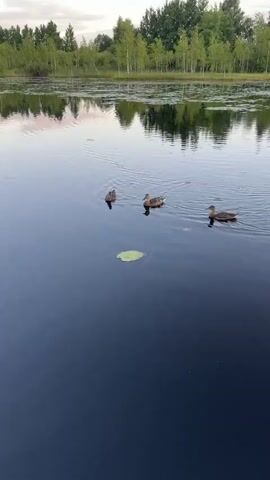 A video shows three ducks swimming in a dark blue lake. The ducks are positioned in a triangular formation, with one duck slightly ahead of the other two. A single green lily pad floats on the water's surface between the ducks. In the background, a shoreline is lined with trees, and their reflections are visible on the calm water. The sky above is a pale gray with hints of pink, suggesting either early morning or late evening. The overall scene is serene and natural.