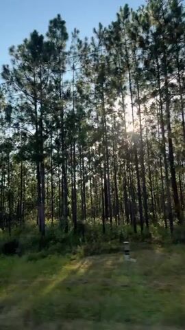 The video shows a view from a moving vehicle looking out at a forest of tall pine trees. The sun is shining through the trees, creating dappled light and shadows on the ground. The sky is blue with some clouds. There are some power lines visible above the trees. The vegetation on the ground consists of grass and other low-lying plants.