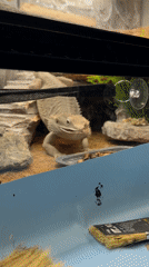 Bearded dragon feeding observed in terrarium setup in Khimki