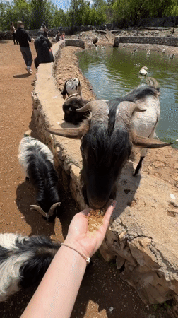 Person hand-feeds corn to goat in Montenegro countryside