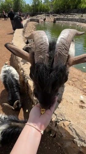 Person hand-feeds corn to goat in Montenegro countryside