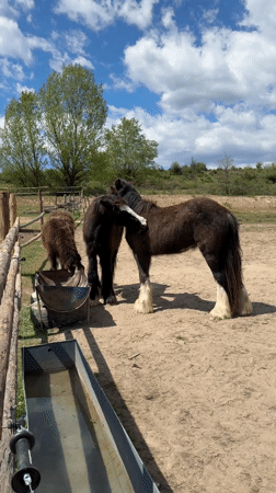 Farm animals observed in Bulgarian enclosures during morning hours