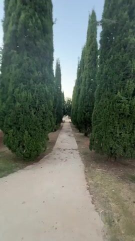 A paved pathway extends into the distance, flanked by a symmetrical row of tall, slender evergreen trees on both sides. The trees are dense and vibrantly green. The pathway appears to be made of concrete or a similar material and shows some signs of wear and tear, with scattered debris. The ground on either side of the pathway is covered in dry grass and dirt, with some scattered small stones and fallen leaves. In the far distance, at the end of the pathway, more trees and foliage are visible, suggesting a park or garden setting. The sky above is a pale blue, indicating it is likely late afternoon or early morning. The camera is positioned low and moving forward, creating a sense of walking down the pathway.
