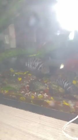 The video shows an aquarium. There are two fish with black and white stripes swimming in the aquarium. The aquarium has small rocks and plants.