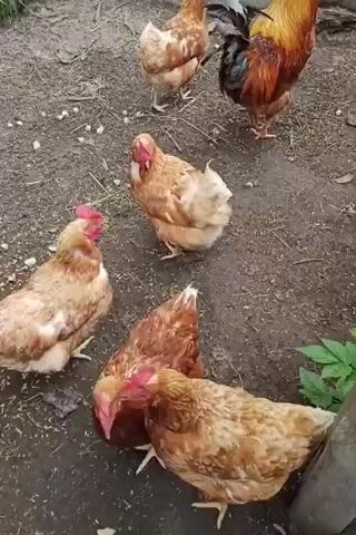 This video shows a flock of chickens in an outdoor enclosure. The subjects are six chickens, one of which is a rooster with colorful plumage, and the others are hens with light brown and white feathers. The scene is a dirt ground with some scattered debris and dried leaves. In the background, there is a wooden fence and some greenery. The setting appears to be a rural area, possibly a farmyard, given the presence of chickens and the rustic fence.

The chickens are actively foraging and interacting with each other. Some are pecking at the ground, likely searching for food, while others are standing and observing their surroundings. The rooster is standing tall and alert, observing the hens. There are no humans visible in the video.

The time of day appears to be daytime, as there is ample natural light. The weather seems to be mild and possibly overcast, as there are no harsh shadows. The overall atmosphere is peaceful and natural, with the chickens going about their daily activities in their enclosed environment. There is no visible text in the video. The location context provided is Стрэшынскі сельскі Савет, Belarus, which aligns with the rural setting depicted.