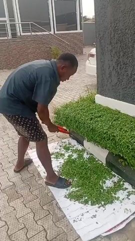 A man is trimming a hedge on a paved surface. He's wearing a dark blue short-sleeved shirt, dark patterned shorts, and dark-colored sandals. He's using red-handled hedge trimmers. A white cloth or sheet is spread on the ground to catch the clippings, which are accumulating into a pile. The hedge is planted in a raised planter box painted black and white. In the background, there is a brick building with large windows and a white car parked nearby. The paving stones on the ground are light gray and form a geometric pattern. The light suggests it is daytime.