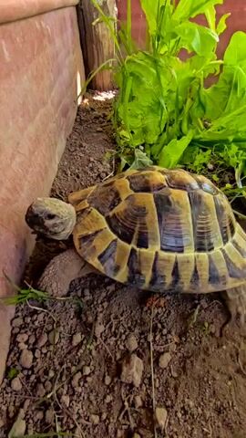 The video shows a turtle in its enclosure. The turtle is a small, land-dwelling reptile with a patterned shell in shades of brown and tan. It is near a wooden wall and some leafy greens. The ground around the turtle is dirt mixed with small stones and pieces of vegetation.
