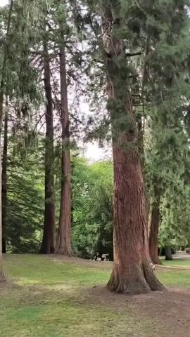 The video pans across a park with tall evergreen trees and a grassy lawn. In the distance, two small figures can be seen sitting on the grass near a tree. The weather appears overcast.
