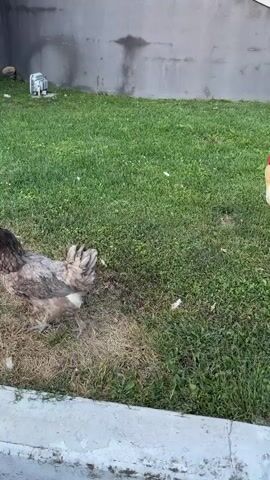 In Grenay, France, a rooster with a white body, black tail feathers, and a red comb is walking on a green lawn. The rooster is the main subject, with its bright plumage and active movement drawing attention. The setting is an outdoor area with well-maintained grass, indicating a yard or garden. A concrete wall runs along the background, suggesting a boundary or building. Scattered white feathers on the grass add a touch of natural detail. The scene appears to be set during the daytime, with the lighting suggesting it could be late afternoon or early evening, as the sun casts shadows and illuminates the rooster's feathers. The rooster's posture and open beak suggest it might be vocalizing or alert. There is a grey, weathered concrete wall forming the backdrop. In the distance, on the left side of the frame, a white object that might be a small appliance or a piece of equipment is visible near the wall. The overall impression is a calm, rural or suburban environment.