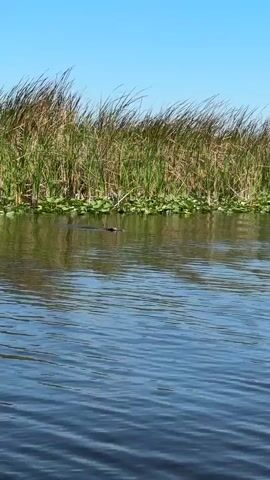 The camera is on a boat in a marshy area of a lake. In the water is a crocodile, with most of its body submerged and only the top of its head visible above the waterline.  The lake is surrounded by reeds and lily pads. A clear, blue sky is visible in the background. The boat is moving, rippling the water. There is an audible sound of a child yelling.