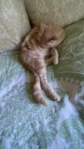 The video shows an orange tabby cat grooming itself on a bed. The cat is curled up on its side with its legs extended, and it is licking its belly. The bed is covered with a green and white patterned duvet. Two pillows, one with a paisley pattern and another with a floral pattern, are visible in the background. The lighting suggests it is daytime, and the setting appears to be indoors. There is no visible text in the video. The cat's relaxed posture suggests it is comfortable and at ease. The scene is domestic and tranquil.