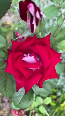 The video shows a close-up view of a red rose in bloom. The rose has deep red petals with a lighter pink or white center. A rose bud, also in shades of red and pink, is visible behind and slightly above the open rose. The background is out of focus, but appears to be a garden setting with green leaves and some dry debris on the ground. The lighting suggests it may be daytime. The video captures the intricate details and textures of the rose petals.