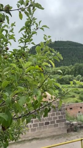 A close-up shot focuses on the leaves and small green apples of a tree. The leaves are a vibrant green, some showing signs of wear, and are wet, suggesting recent rain. In the background, a blurred landscape unfolds. A hill covered in dense, dark green trees dominates the middle ground, with a cloudy, overcast sky above. Below the trees, a partially visible brick structure with light gray and darker gray bricks is visible, suggesting a rural or possibly abandoned setting. The overall scene is one of nature and a subdued, possibly humid, atmosphere.