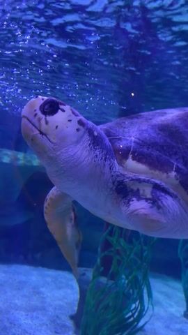 A turtle swims in an aquarium. The turtle is pale in color with dark markings. It swims towards the upper right of the frame. The water is blue. There are bubbles in the water and green plants in the background.