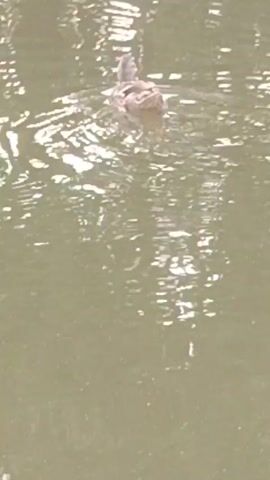 A duck swims in murky water, its back facing the camera initially. The duck then turns to its left, showing its side profile as it swims. The water is disturbed by the duck's movement, creating ripples. The reflection of trees or foliage is visible on the water's surface.