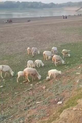 A flock of sheep grazes on a grassy slope next to a body of water. Several people are visible in the distance on the opposite bank of the water. The terrain is dry and dusty, with some rocks and sparse vegetation. The sheep are mostly white and appear to be of various ages. The lighting suggests it is either early morning or late afternoon.