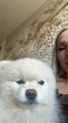 Pomeranian cuddle session at home in Komsomolsk-on-Amur