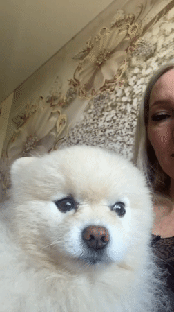 Pomeranian cuddle session at home in Komsomolsk-on-Amur