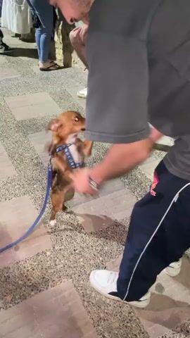 In an outdoor setting with patterned stone pavement, a man in a dark grey t-shirt, dark blue track pants with a white stripe and a Red Bull logo, and white Puma sneakers, is playfully interacting with a small, light brown dog. The dog, wearing a blue harness and attached to a blue leash, is highly energetic and excitedly jumps up on its hind legs, reaching towards the man's hands while barking and yapping. The man, wearing a watch on his left wrist, smiles and laughs, engaging with the dog's enthusiastic movements.

In the background, other individuals are partially visible; one person in black shorts and white sneakers is seated on a stone ledge, and another person wearing blue jeans and flip-flops is further back. The lighting suggests it is evening or night, with artificial light illuminating the scene. The overall atmosphere is lighthearted and joyful, centered on the playful interaction between the man and his dog.