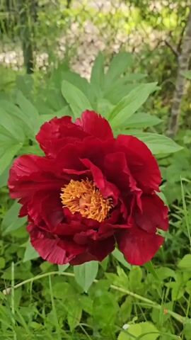 The video displays a close-up, slow-motion shot of a large, dark red peony flower with a yellow center. The flower is positioned outdoors, with lush green foliage and some out-of-focus background elements suggesting a garden setting. The camera angle shifts slightly, offering different perspectives of the flower's intricate petals and stamen. The lighting is natural, creating soft shadows and highlighting the textures of the petals. The overall impression is one of natural beauty and delicate detail.