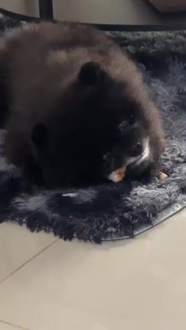 A black Pomeranian dog is lying on a fluffy gray rug and chewing on a piece of food. The dog is facing the camera, and its mouth is open as it chews. The rug is on a light-colored floor, and there is a dark object in the background, possibly furniture. The lighting is dim.