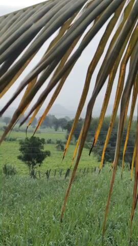 The video shows a close-up of a green palm frond against a blurred background of a grassy field with trees and a cloudy sky. The frond is in the foreground and takes up most of the screen, with its thin, pointed leaves hanging down. The background is out of focus, but it appears to be an outdoor rural scene. The lighting suggests it might be dusk or dawn, or a heavily overcast day.