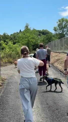 A group of approximately six adults is seen walking several dogs along an unpaved, gravel path on a bright, sunny day. The setting appears rural or semi-rural, characterized by dense green foliage, trees, and hills in the background, under a clear blue sky. A chain-link fence runs parallel to the path on the right side.

In the foreground, a woman with dark hair tied back, dressed in a white t-shirt and light gray wide-leg pants, walks carrying a black camera on a strap. A black dog with a blue harness and a lime green leash walks ahead of her. Further along the path, other individuals are scattered, each with a dog on a leash. Notable figures include a man in a gray t-shirt and dark red pants with a brown dog, and another man in a light-colored top bending down, possibly interacting with his dog. The overall atmosphere suggests a leisurely group dog-walking activity, likely taking place during the mid-day, consistent with the strong sunlight. The location is Grocka Urban Municipality, Serbia.