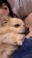 Pomeranian sleeps peacefully on owner's chest in Sofia