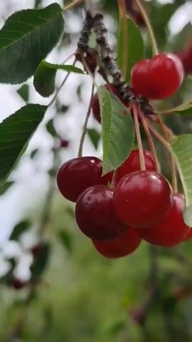 A close-up shot focuses on a cluster of ripe cherries hanging from a tree branch. The cherries are a deep red color, with some appearing brighter and others darker, indicating varying degrees of ripeness. They are attached to thin stems, which in turn connect to a rough, woody branch. Green leaves, some slightly curled or folded, are scattered around the cherries, providing a contrast in color and texture. The background is blurred, suggesting a shallow depth of field, with hints of green foliage and a pale sky visible. The lighting appears natural, likely daylight, casting soft shadows. The camera angle is slightly from below, looking up at the cherries. The video is short, capturing the stillness of the fruit and foliage.