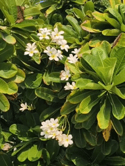 Exploring a blooming garden in Umm Al Quwain, UAE