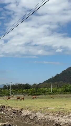 A video displays a scenic landscape with a clear blue sky dotted with white clouds. In the foreground, a dirt path runs along a body of water. Beyond the path, a green grassy field is home to several cows grazing peacefully. In the background, a lush green mountain range rises majestically, partially obscured by palm trees. Power lines are visible stretching across the top of the frame. The overall impression is one of tranquility and natural beauty.