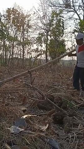 A person wearing a white hat, a white shirt with red and blue accents, and dark pants walks from right to left across a wooded area, carrying a long, thick wooden pole over their right shoulder. The pole is supported by a rope tied around it. The ground is covered with dry leaves, branches, and some tools, including a shovel. The area appears to be a forest or clearing with many trees, some of which have sparse foliage. The sun is visible in the sky, suggesting it is daytime.