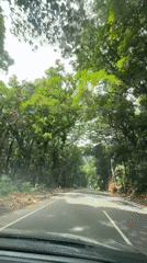 Morning drive captured through tree-canopied road in Panliyedda