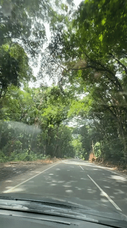 Morning drive captured through tree-canopied road in Panliyedda