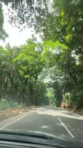 Morning drive captured through tree-canopied road in Panliyedda