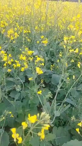 This is a video of a field of yellow flowers. The camera is moving through the field, showing the flowers up close and then panning out to show the whole field. The flowers are small and yellow, with green leaves. The field is a bright yellow color, and the sky is a light blue. The video is taken in a natural setting, with no people or buildings visible. The video is about 4 seconds long.