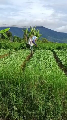 The video shows a person wearing a hijab and boots spraying plants in a field.  They are using a backpack sprayer. The field is full of rows of leafy green plants. Tall grass grows around the edges of the field. In the background is a mountain and some trees under a cloudy sky.